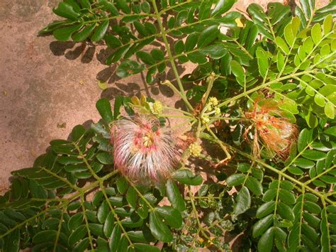 West African Plants - A Photo Guide - Samanea saman (Jacq.) Merr.