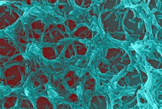 Microbiology: Lactobacillus