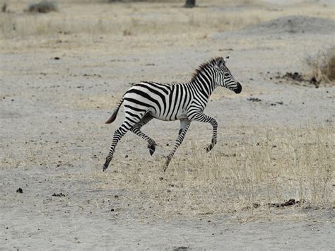 Photo of a Running Zebra · Free Stock Photo