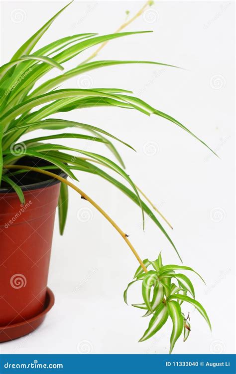 Chlorophytum stock photo. Image of green, flora, garden - 11333040