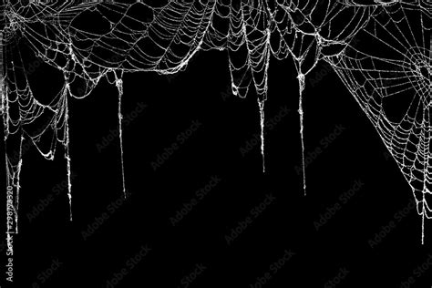 Real creepy spider webs hanging on black banner as a top border Stock ...