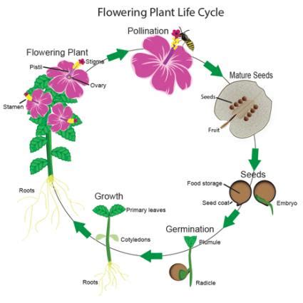 Flowering Plants Life Cycle | LoveToKnow