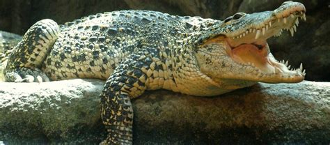 The Cuban Crocodile | Critter Science