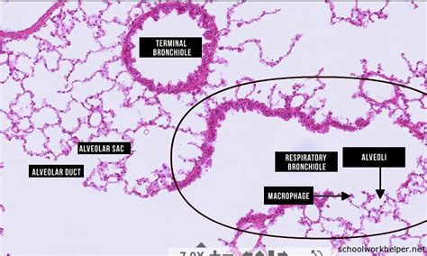 bronchiole-slide-labelled-histology | SchoolWorkHelper