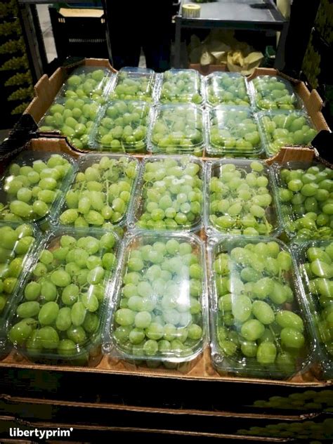 Grapes Thompson Seedless Class 1 Greece Trader & Broker - Georgiou ...