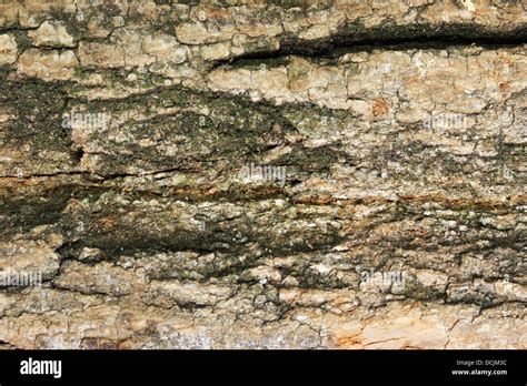 Acacia tree bark also to use as background Stock Photo - Alamy