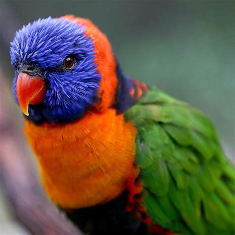 A red collar lorikeet. | Live animals