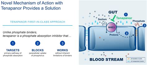 Ardelyx: Sales Estimates For Tenapanor Suggest Upside In The Stock (NASDAQ:ARDX) | Seeking Alpha