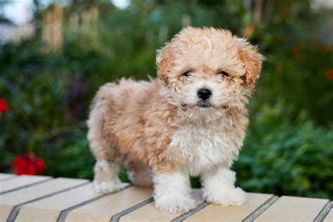 Top Maltipoo And Teacup Maltipoo Breeders From USA