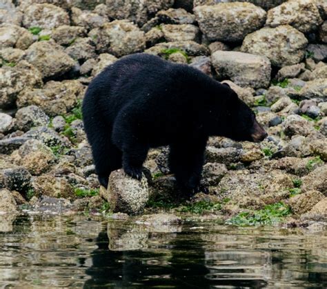 Get to Know BC Wildlife | Super, Natural BC