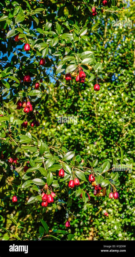 Pomarrosa tree branches with fruits Stock Photo - Alamy