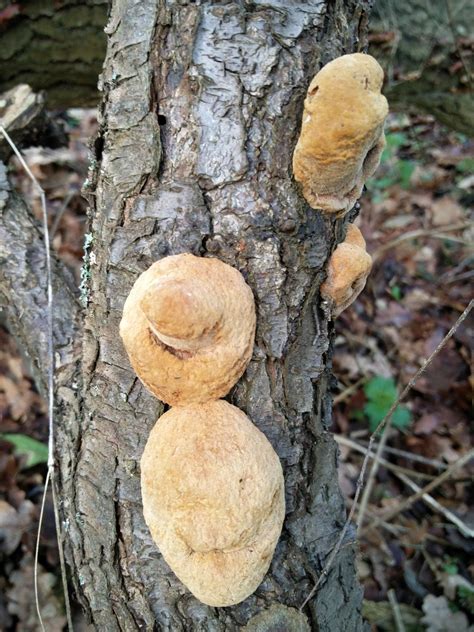 Misidentifying Fungi: The old oak tree