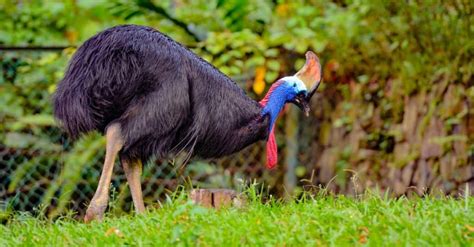 Cassowary Wing Claw