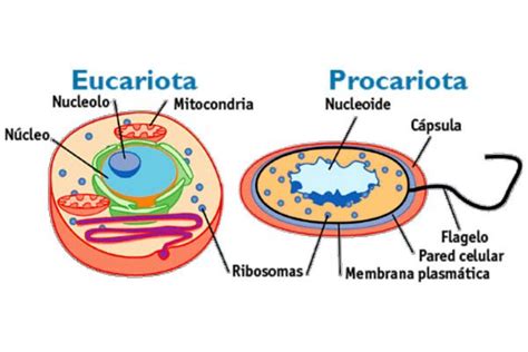 Diferencias Entre Célula Eucariota Y Procariota » Características, Alimentación, Hábitat ...