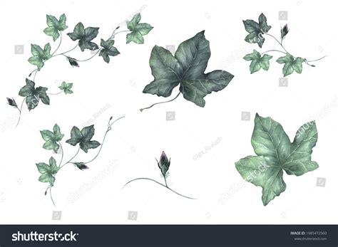 Watercolor Ivy Leaves Clipart Isolated Greenery Stock Illustration ...