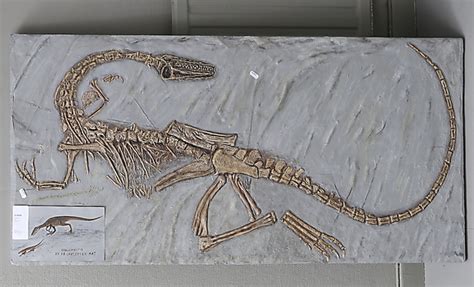 WALL RELIEF, plaster, "Coelophysis skeleton". Art - Other - Auctionet