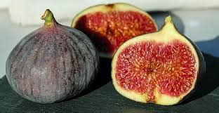 FIG - CHICAGO HARDY - Dutch Garden Nursery