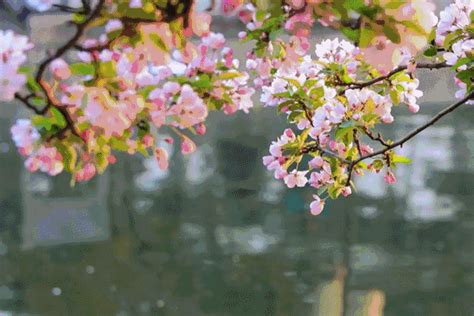 Spring flowers - Wow GIFs & MP4 Videos - GIFPoster