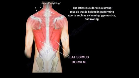 Anatomy Of The Latissimus Dorsi Muscle — OrthopaedicPrinciples.com