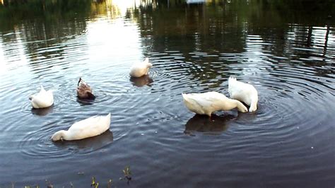 Beautiful Pekin Ducks Swimming in Pond - YouTube