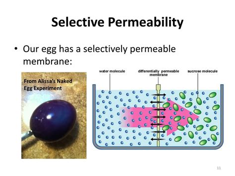 PPT - Cell Membrane and Fluid Mosaic Model PowerPoint Presentation, free download - ID:2625938