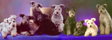 Pin on RARE BREEDS OF DOGS