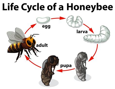 Levenscyclus van een honingbij 296715 Vectorkunst bij Vecteezy