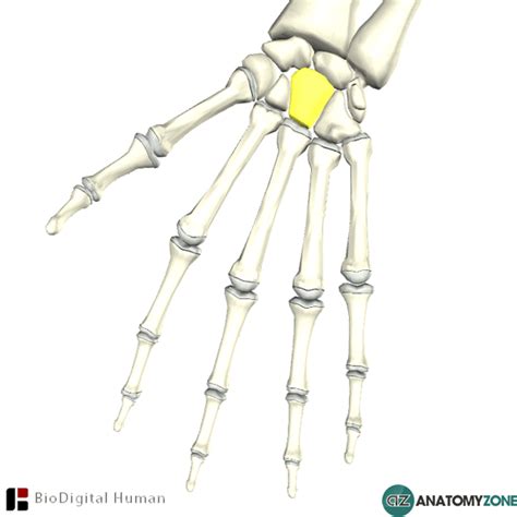 Capitate Bone • Musculoskeletal, Skeletal • AnatomyZone