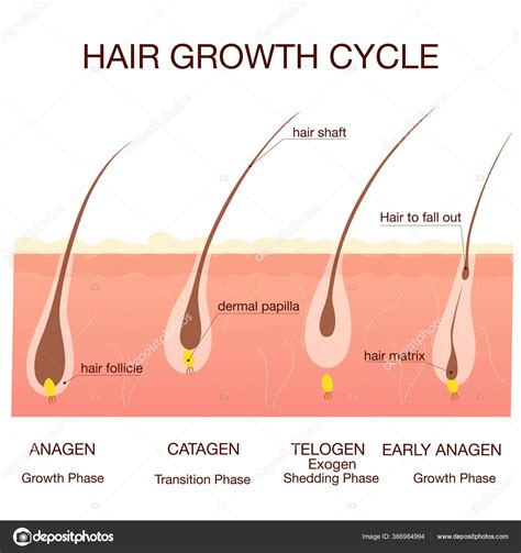 Hair growth phase step by step.Stages of the hair growth cycle Stock ...