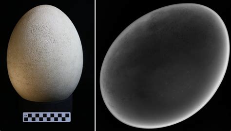 Elephant Bird Egg Lost to History Rediscovered at Science Museum - Newsweek