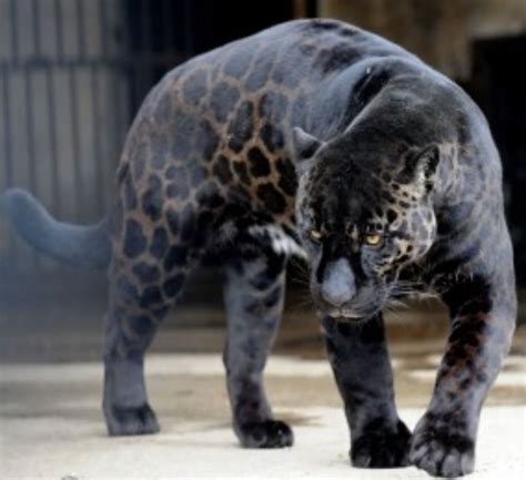 Image result for jaglion | Melanistic animals, Animals beautiful, Animals