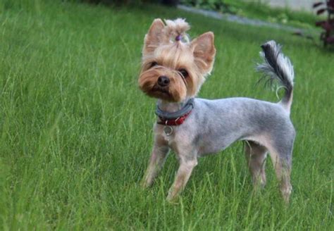 Shaved Yorkshire Terrier - Anything Terrier