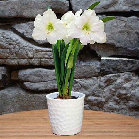 Christmas Gift Amaryllis Kit - White Textured Pot | American Meadows