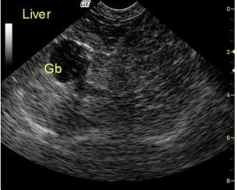 Hepatocutaneous syndrome with crusting skin lesions in a 9 year old FS mixed breed dog