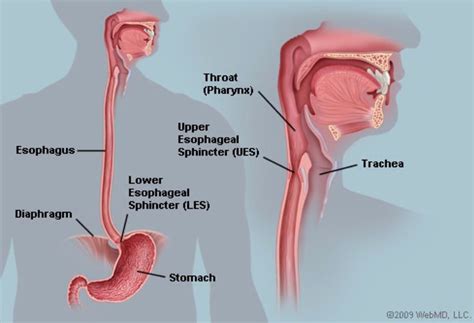 esophagus - Google 搜尋 | Reflux disease, Medicine for heartburn, Cancer prevention