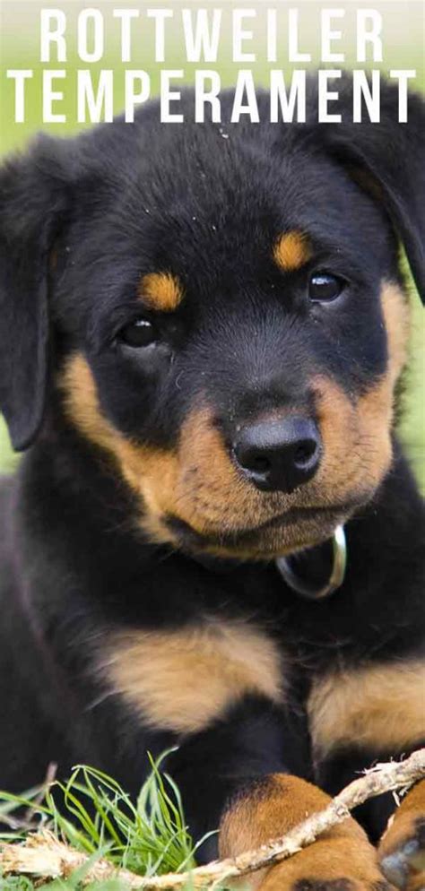 Rocking Rottweiler Temperament Traits, Personality and Behavior