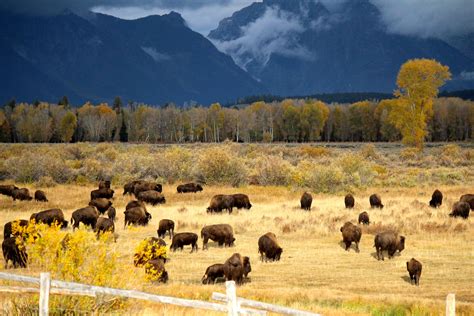 Bison Grizzly Country Wildlife Adventures Jackson Wyoming, Yellowstone, Grand Teton National ...