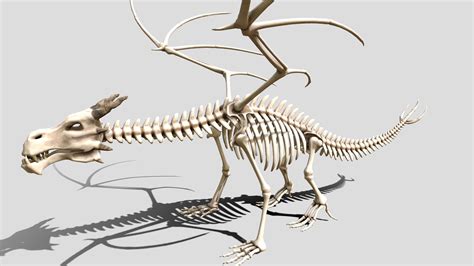 Dragon skeleton - Buy Royalty Free 3D model by Buncic [28a5c5e] - Sketchfab Store