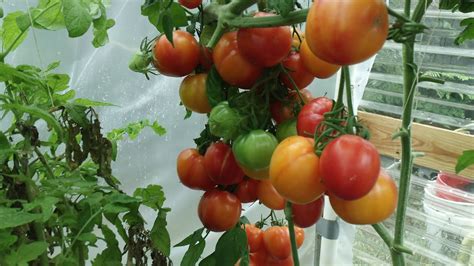 miracle grow hydroponic: Hydroponics Tomatoes nutrients