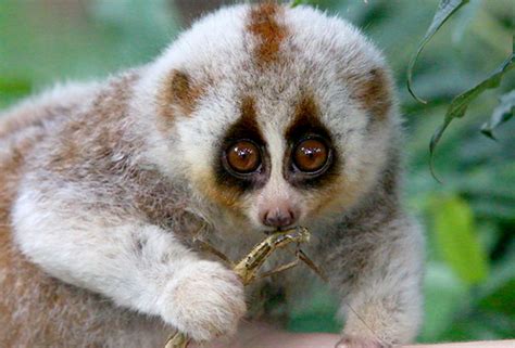 Bengal Slow Loris Facts and Information - Primates Park