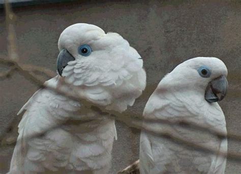 Blue-eyed Cockatoo Care Sheet | Birds Coo