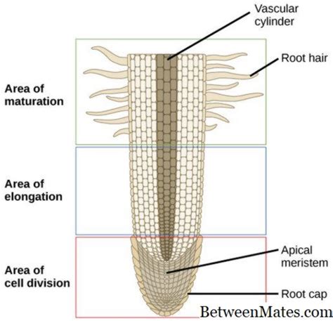 Root at Stem - BIOLOGY 2024