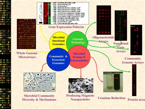 PPT - Microbial Functional Genomics, Genomic Technologies, And Their ...