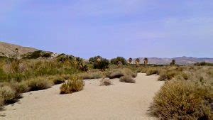 The Coachella Valley Preserve—A Desert Oasis | Uncharted101.com