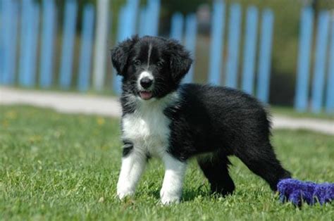 Stabyhoun puppy | Rare dogs, Unusual dog breeds, Puppies