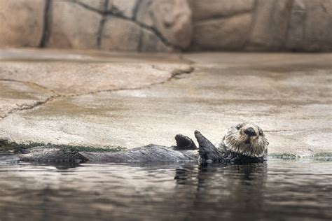 Sea Otter | Live cam | Monterey Bay Aquarium