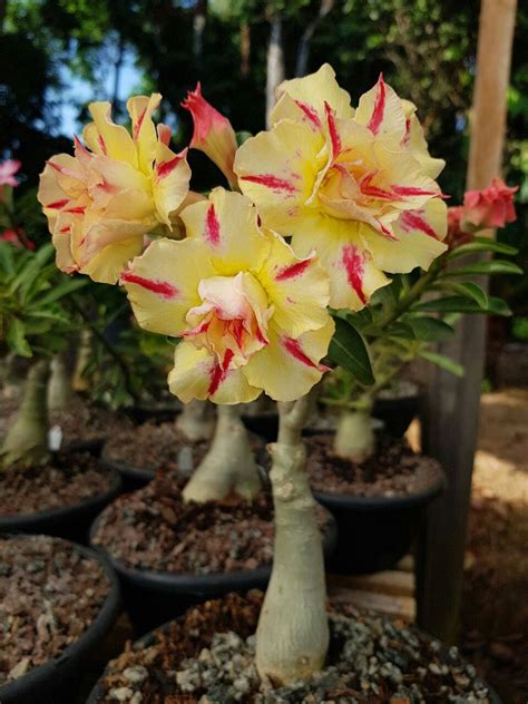 Pin by JUCILENE VIEIRA BARROS on ROSA DO DESERTO(ADENIUM OBESUM). | Desert rose plant, Adenium ...