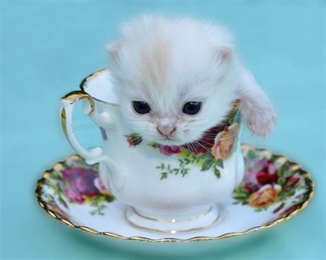 23 best Tea Cup Kitties images on Pinterest | Kitty cats, Adorable kittens and Adorable animals