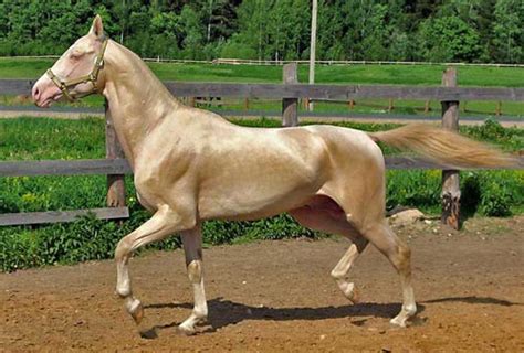 Akhal Teke Horse Info, Colors, Temperament, History, Pictures