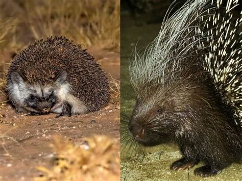 13 Porcupine Facts - Learn About This Smart, Nocturnal Animal